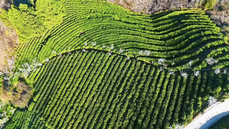 陕西汉阴:科技赋能助力茶产业富民强县