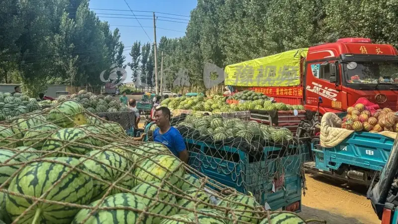 河南一景区按双倍市场价收购近100吨西瓜，免费送游客品尝