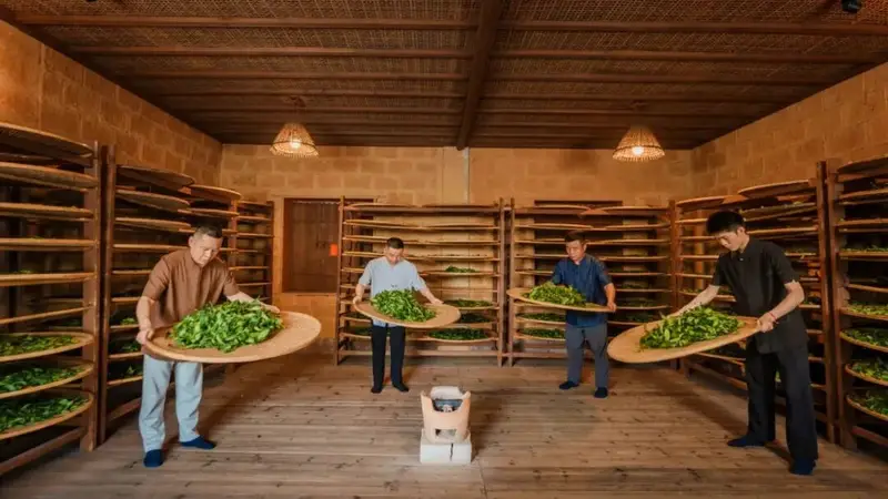 瑞泉兄弟：茶香助力茶农共富