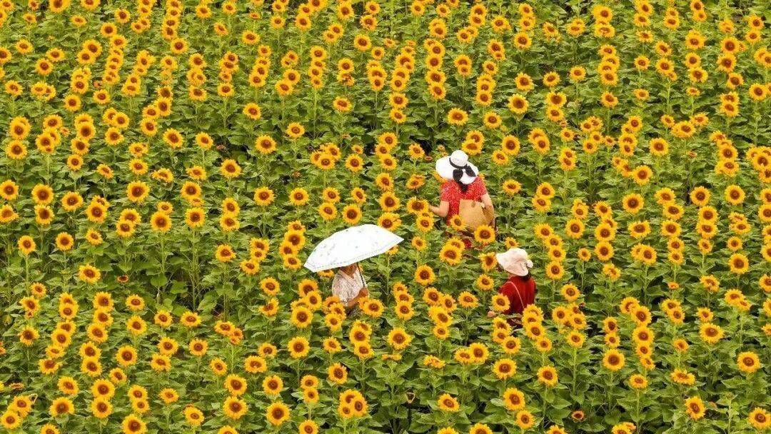 夏日滇池藏超多惊喜 快来解锁春城清凉慢时光