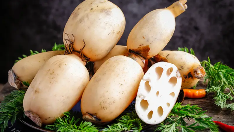 藕藏清韵静待新生