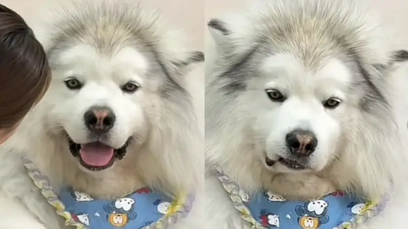 狗子以为妈妈被欺负,半夜偷偷爬上床,咬了爸爸一口给妈妈报仇...妈宝狗也太双标了!